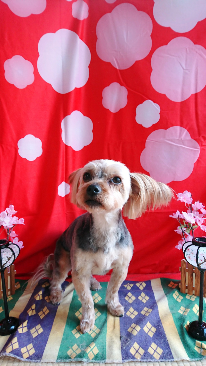 ダックスの大和ちゃん&ダックス×ヨーキーのムギちゃん トリミングコース