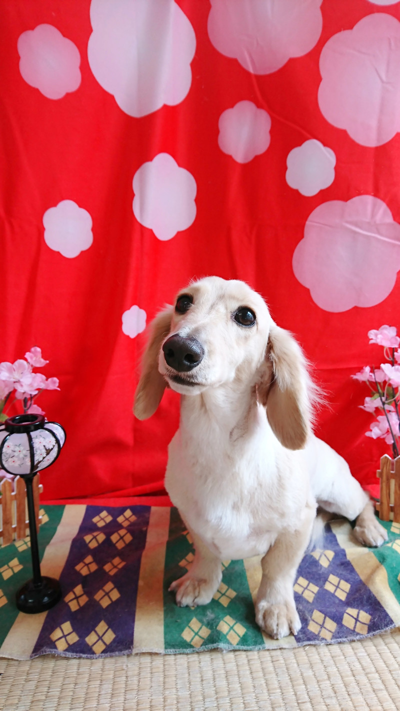 ダックスの大和ちゃん&ダックス×ヨーキーのムギちゃん トリミングコース