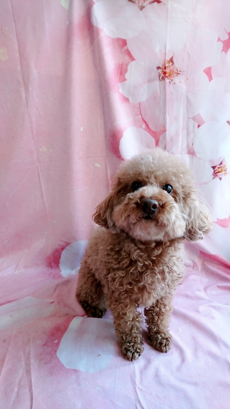 プードルのアンコちゃん 目周りのカット