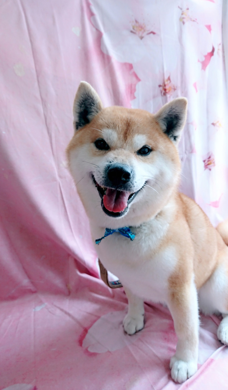 柴のテツちゃん グルーミングコース