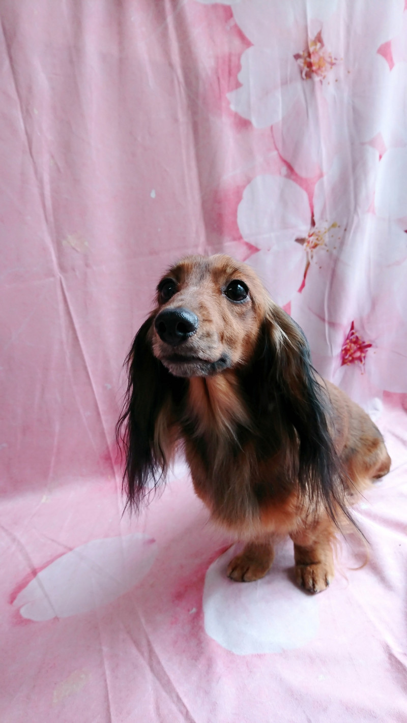 ダックスのきなこちゃん&ここあちゃん グルーミングコース