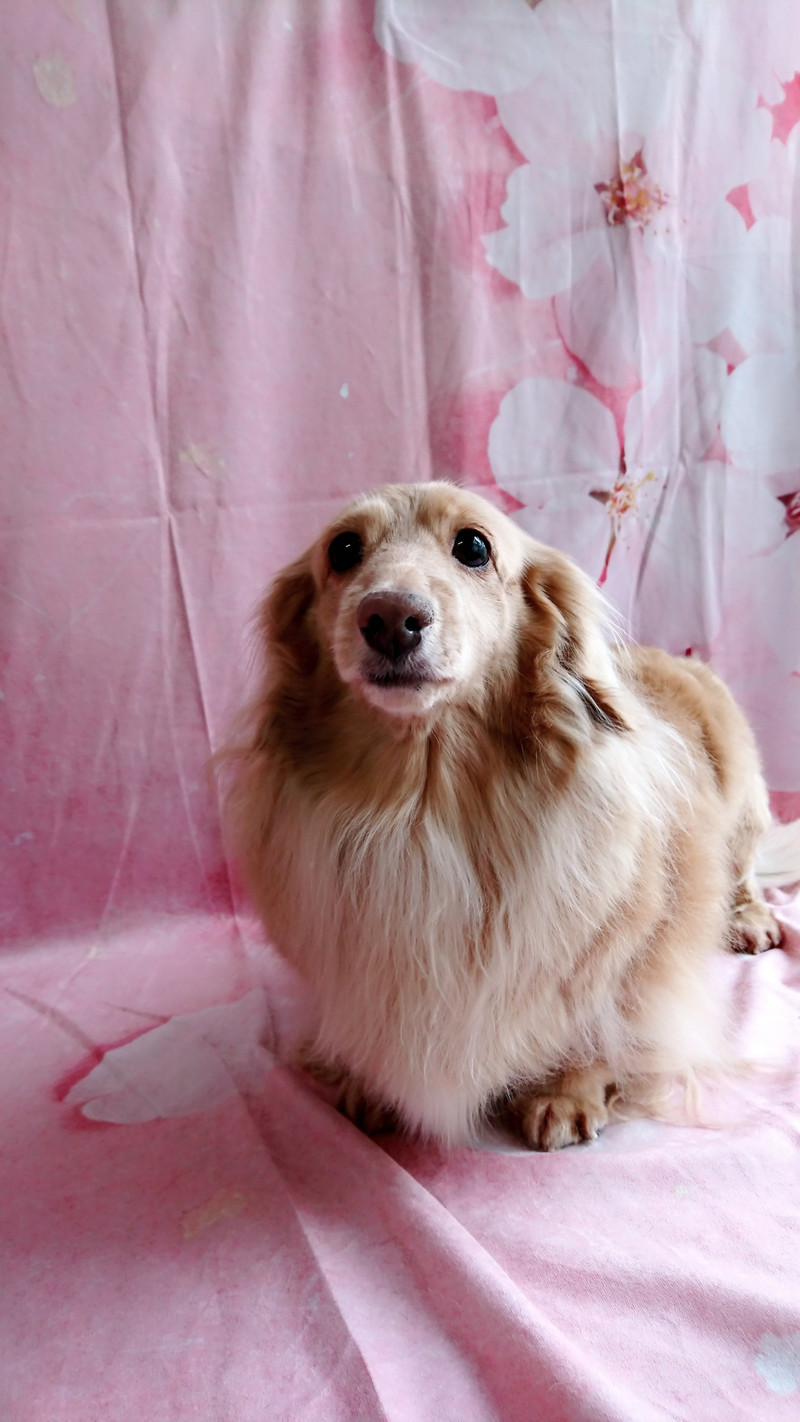 ダックスのきなこちゃん&ここあちゃん グルーミングコース