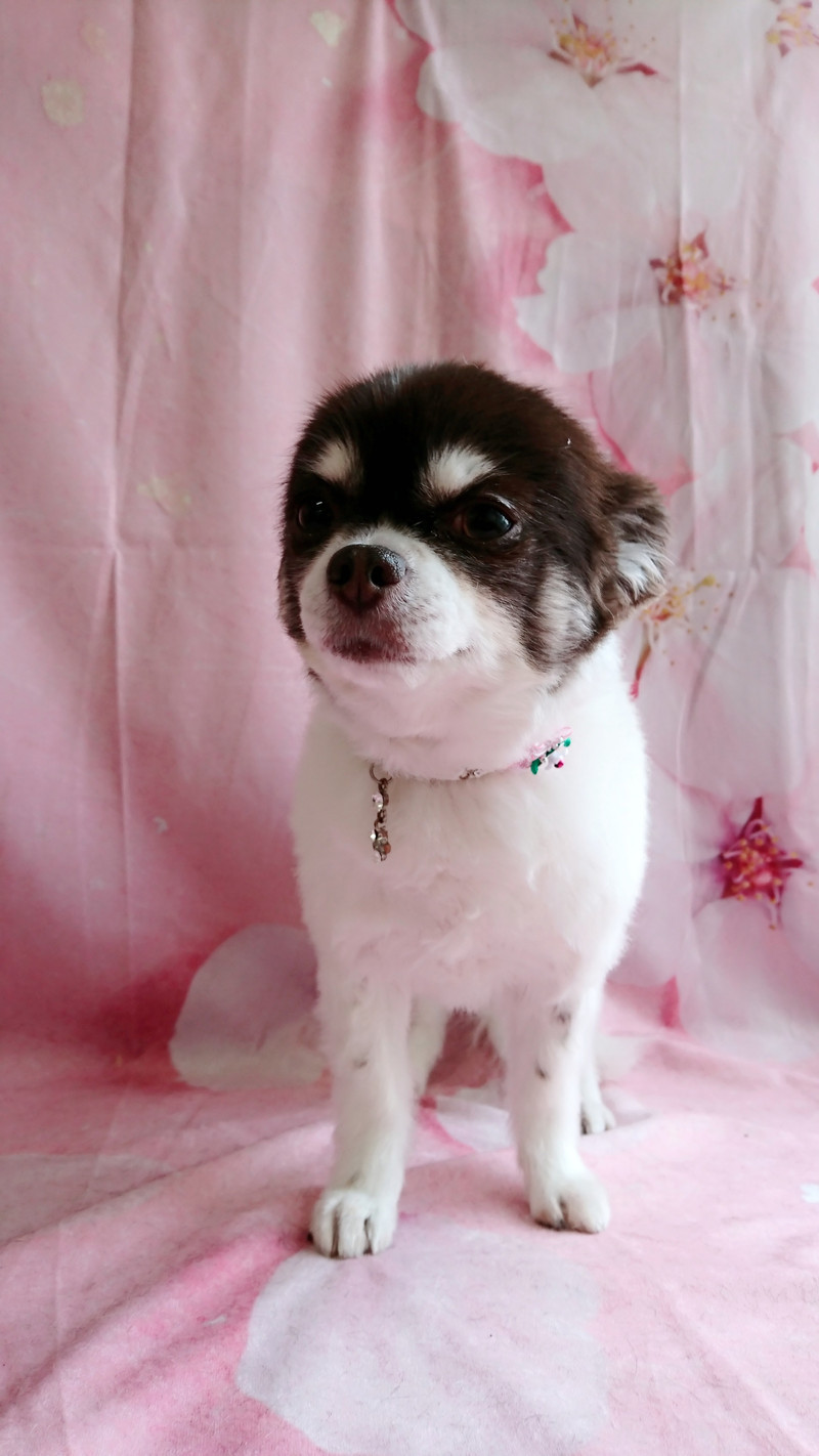 チワワのチョコちゃん グルーミングコース デンタル