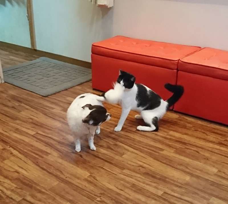 チワワのチョコちゃん グルーミングコース デンタル