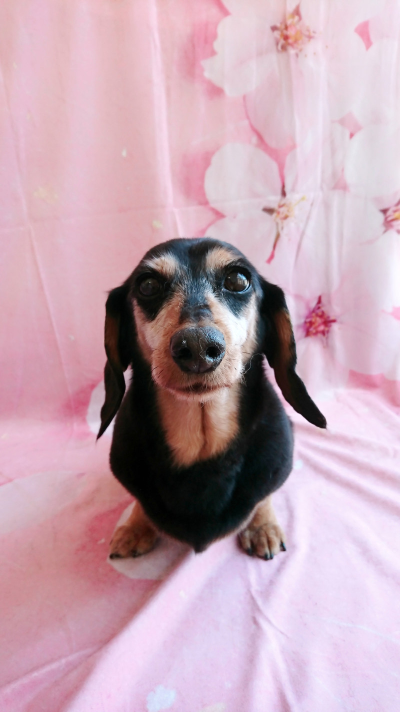 ダックスのリクちゃん シャンプーコース