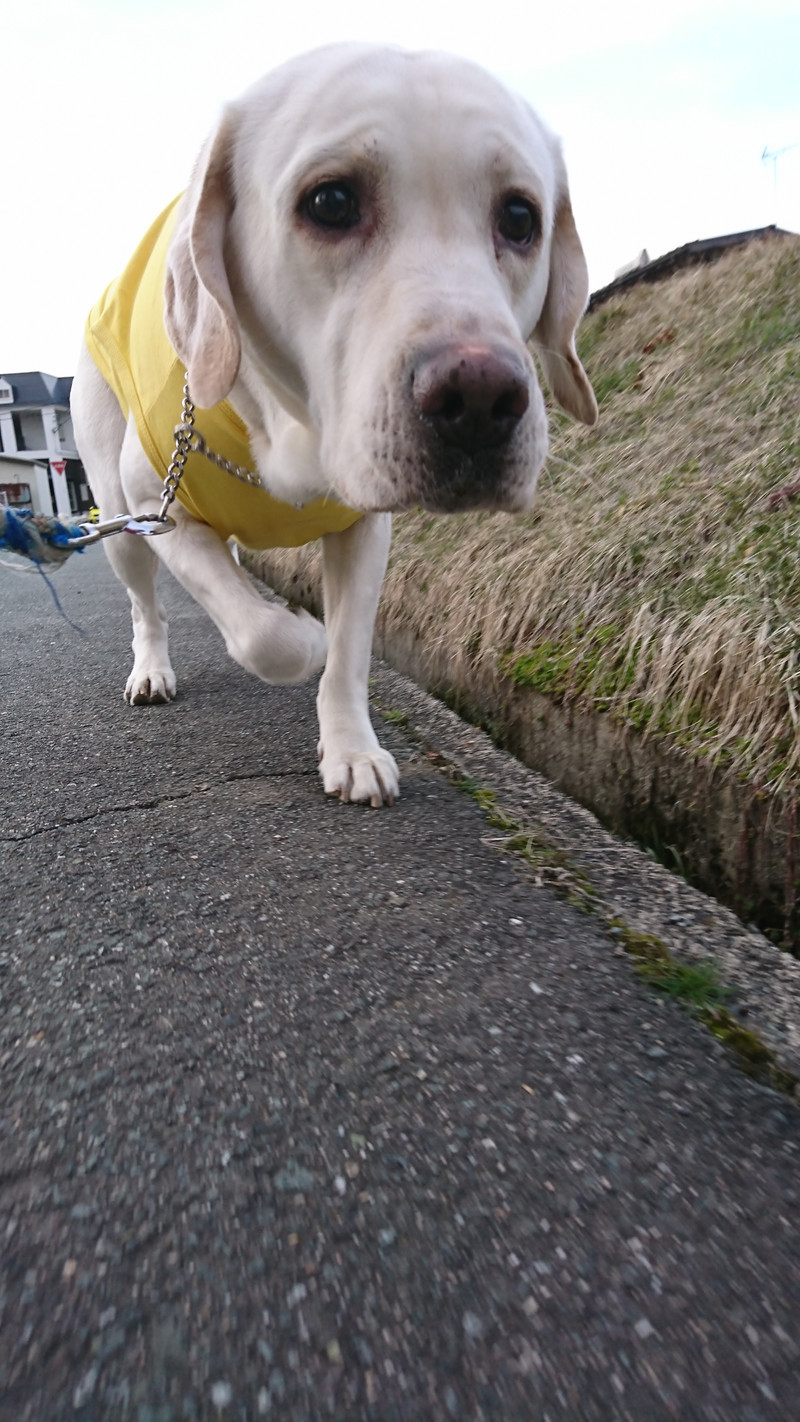 ラブラドールのガイちゃん お泊まりの様子