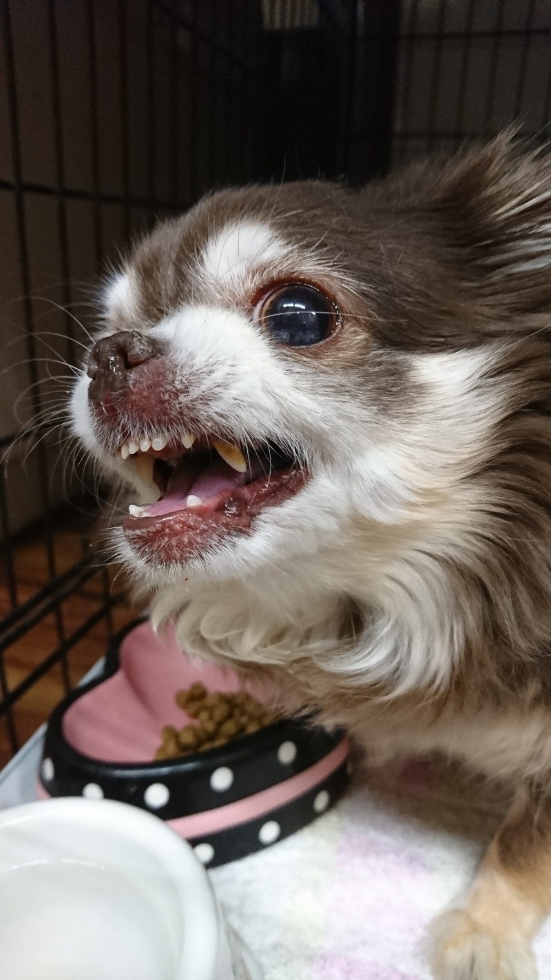 チワワのあんずちゃん お泊まりの様子