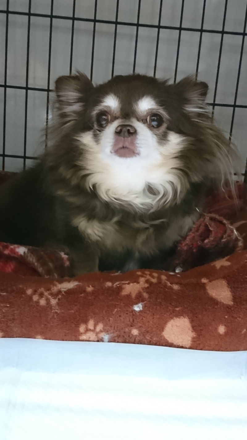 チワワのあんずちゃん お泊まりの様子