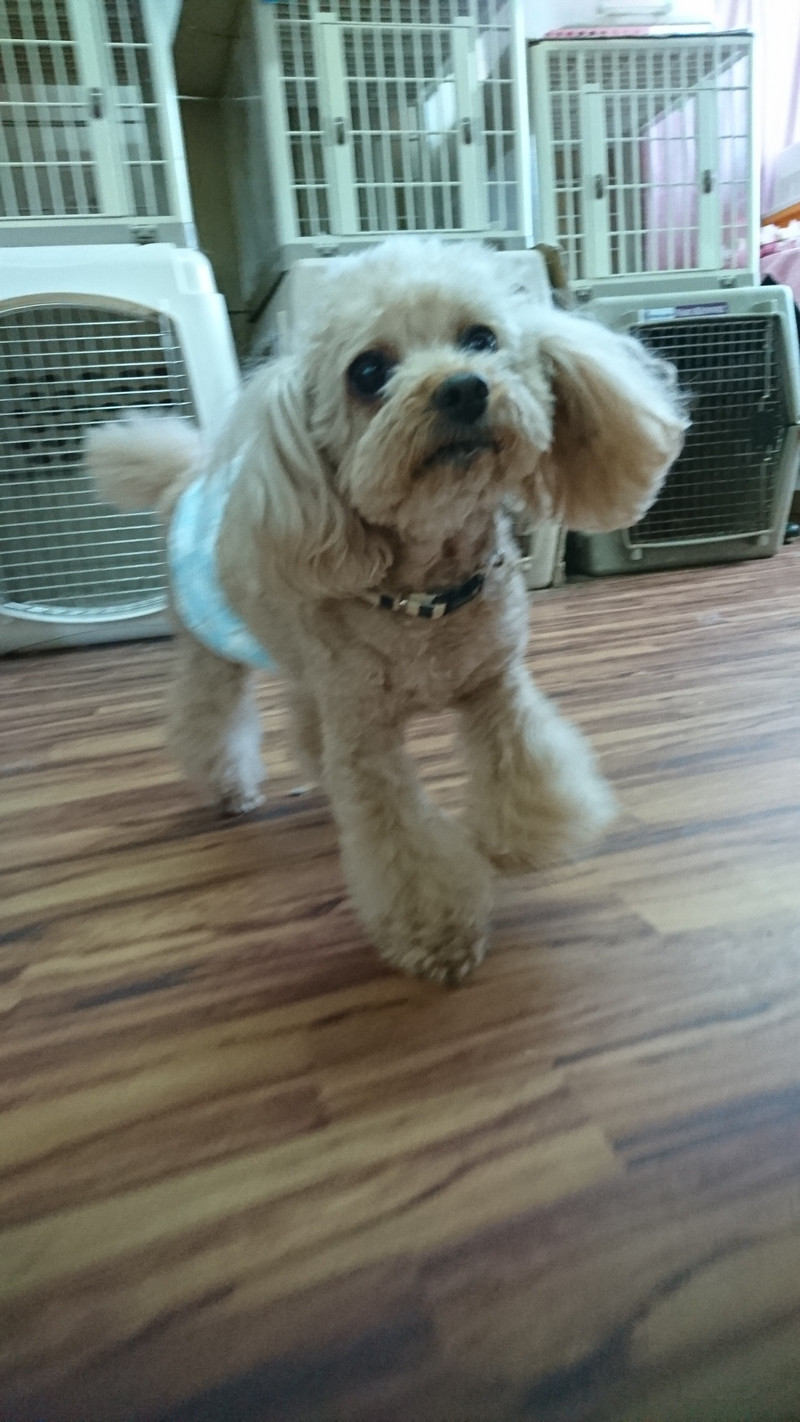 プードルのポップちゃん&ペリーちゃん お泊まりのご予約