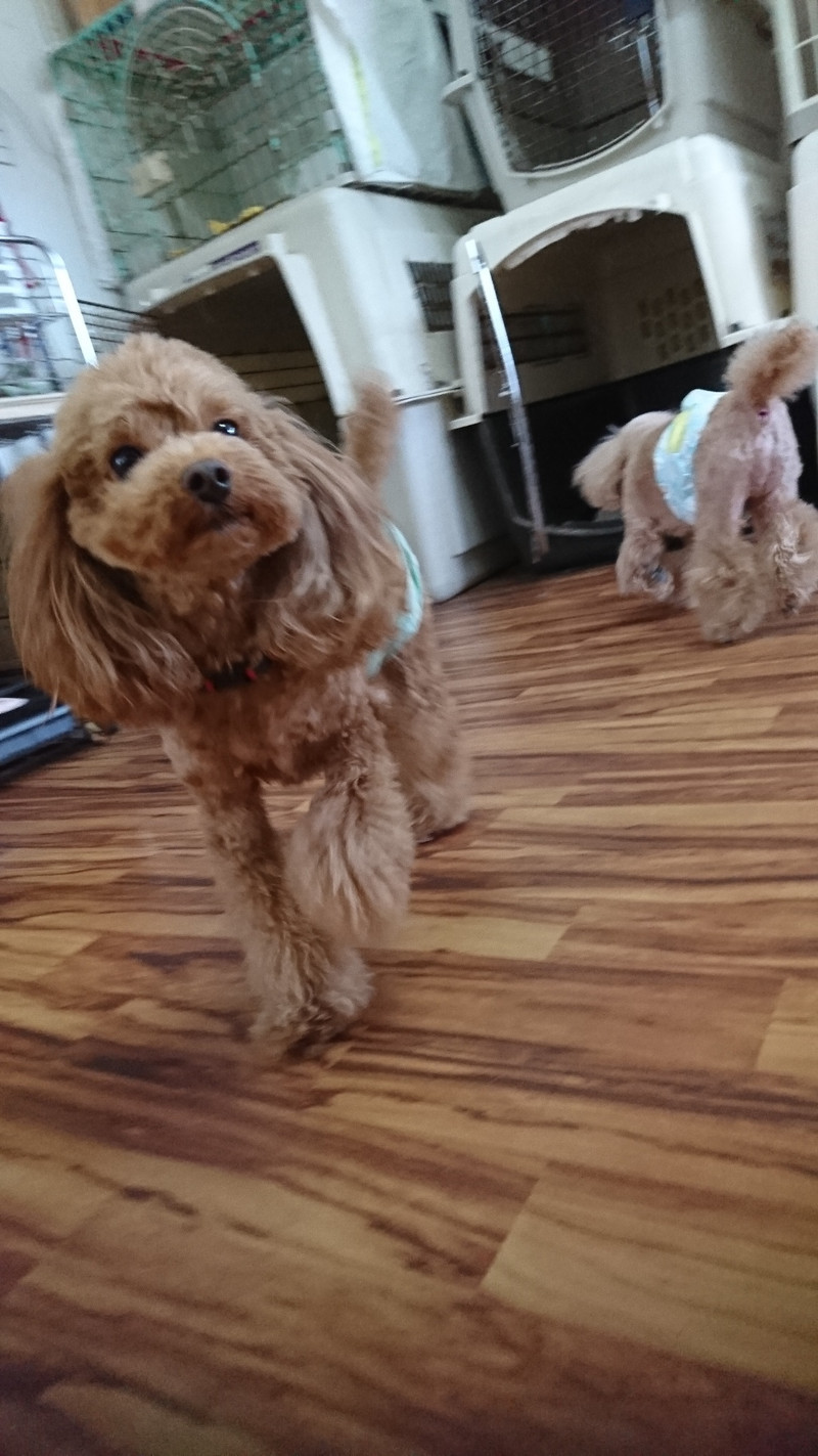 プードルのポップちゃん&ペリーちゃん お泊まりのご予約