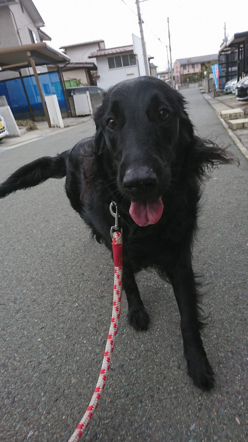 フラットのルルちゃん お泊まりの様子