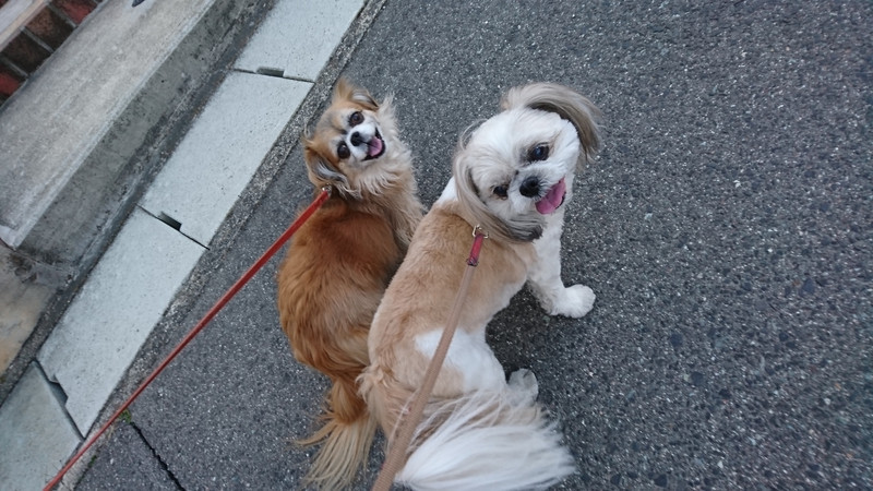 MIXのひかりちゃん&みらいちゃん お泊まりの様子