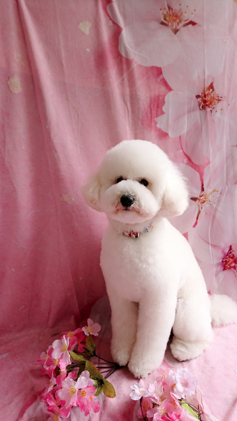 プードルのむくちゃん トリミングコース