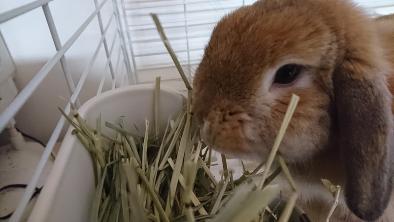 ロップイヤーのずんだちゃん お泊まりの様子