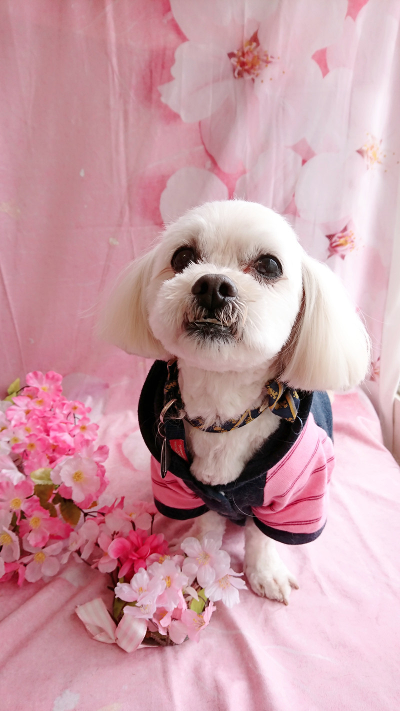 MIXのくっきーちゃん トリミングコース