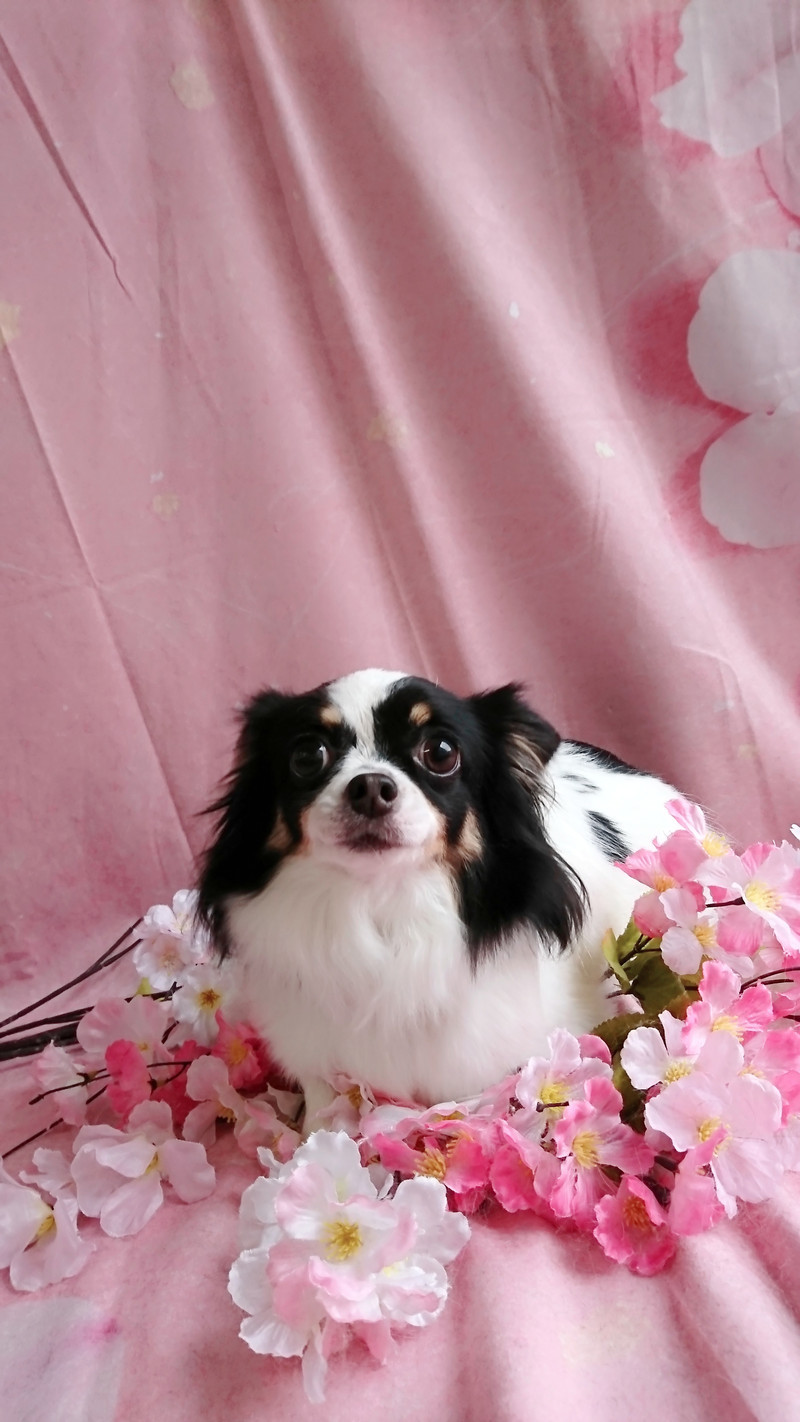 チワワのはなちゃん グルーミングコース 炭酸泉