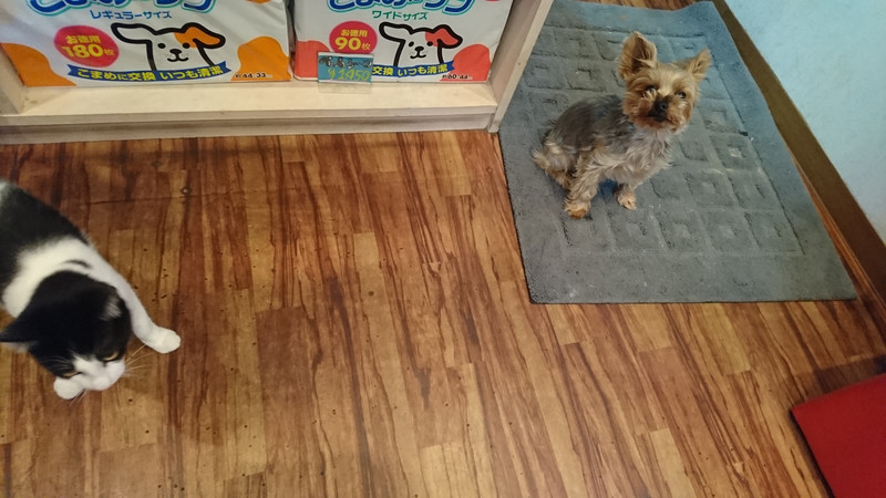 ヨーキーのエースちゃん お泊まりの様子