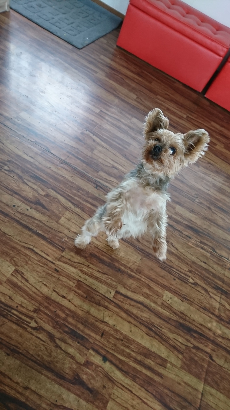 ヨーキーのエースちゃん お泊まりの様子