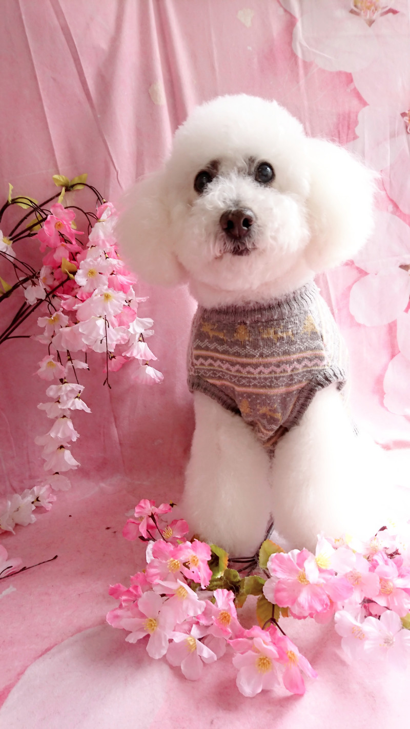 プードルのモコちゃん シャンプーコース デンタル