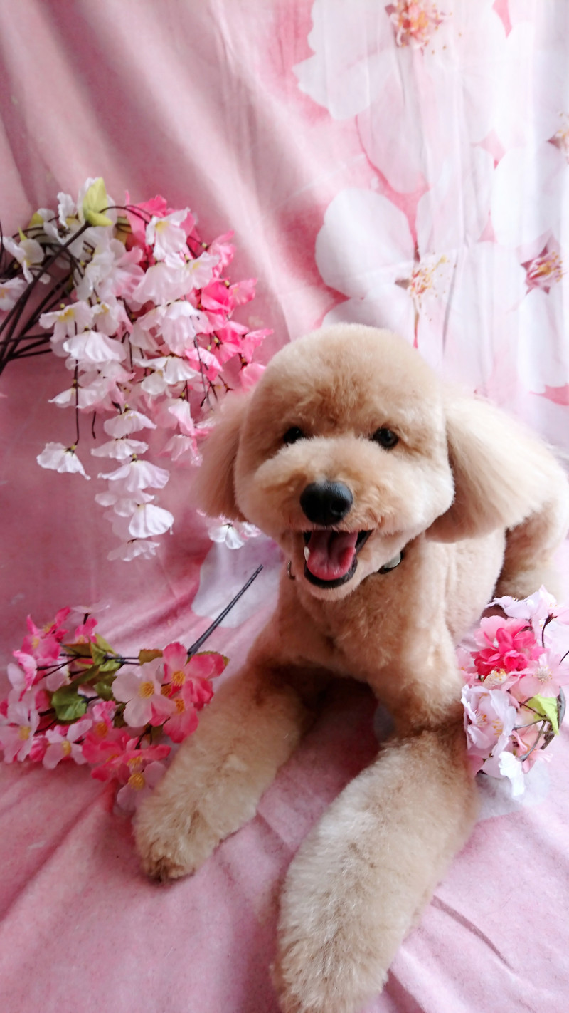 プードルのフクちゃん トリミングコース