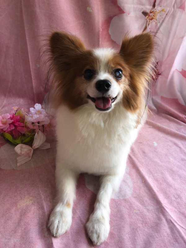 パピヨン ライムちゃん トリミングコース