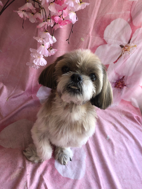 シーズー クーちゃん シャンプーコース