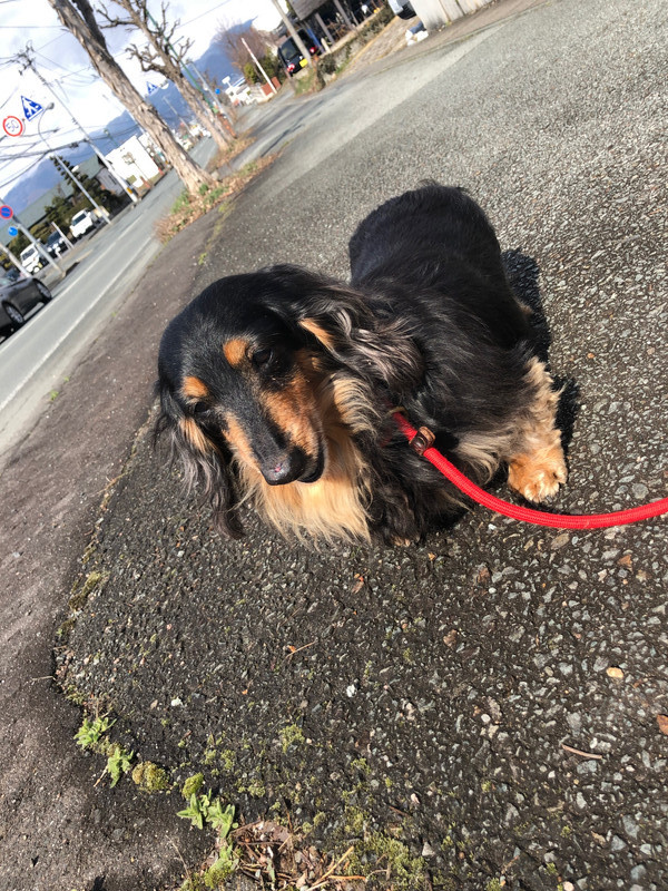 ダックスフンド ライリィちゃん お泊まりの様子