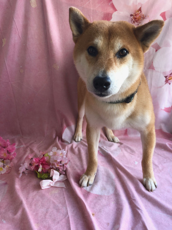 柴犬 テツちゃん シャンプーコース