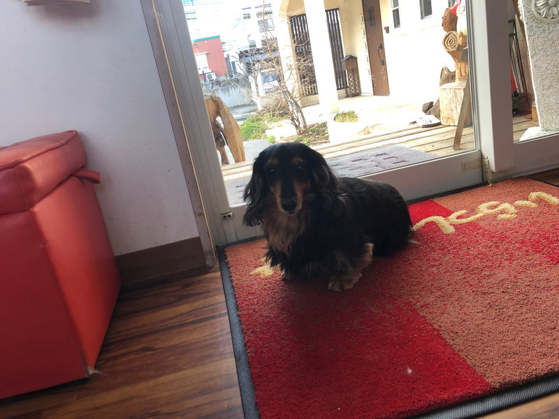 ダックスフンド ライリィちゃん お泊まりの様子