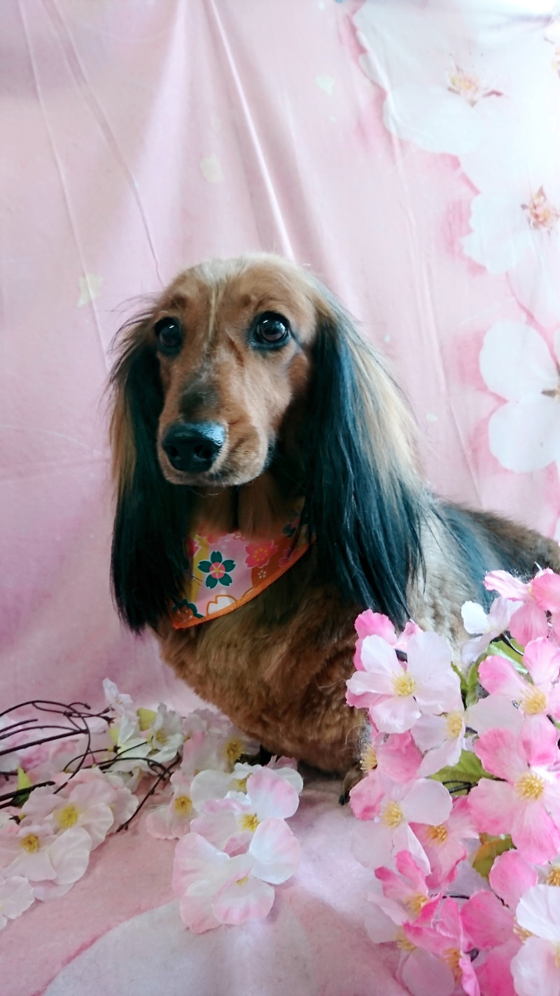 ダックスのメルちゃん トリミングコース