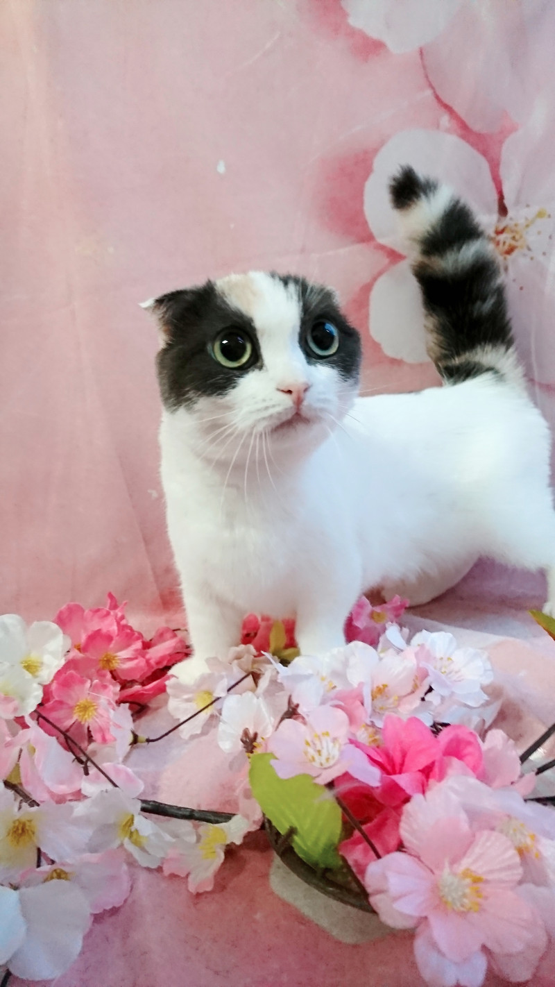 スコティッシュのラピスちゃん お爪切り お耳掃除