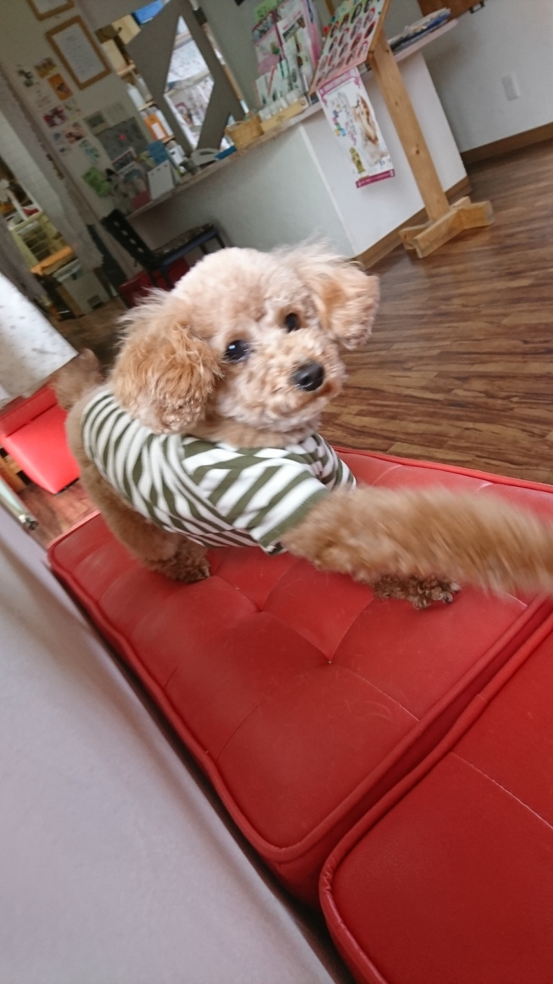 プードルのまるちゃん お泊まりの様子