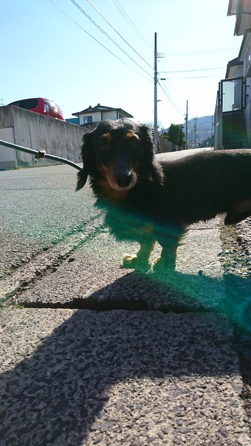 ダックスのレオちゃん&ラクちゃん お泊まりのご案内