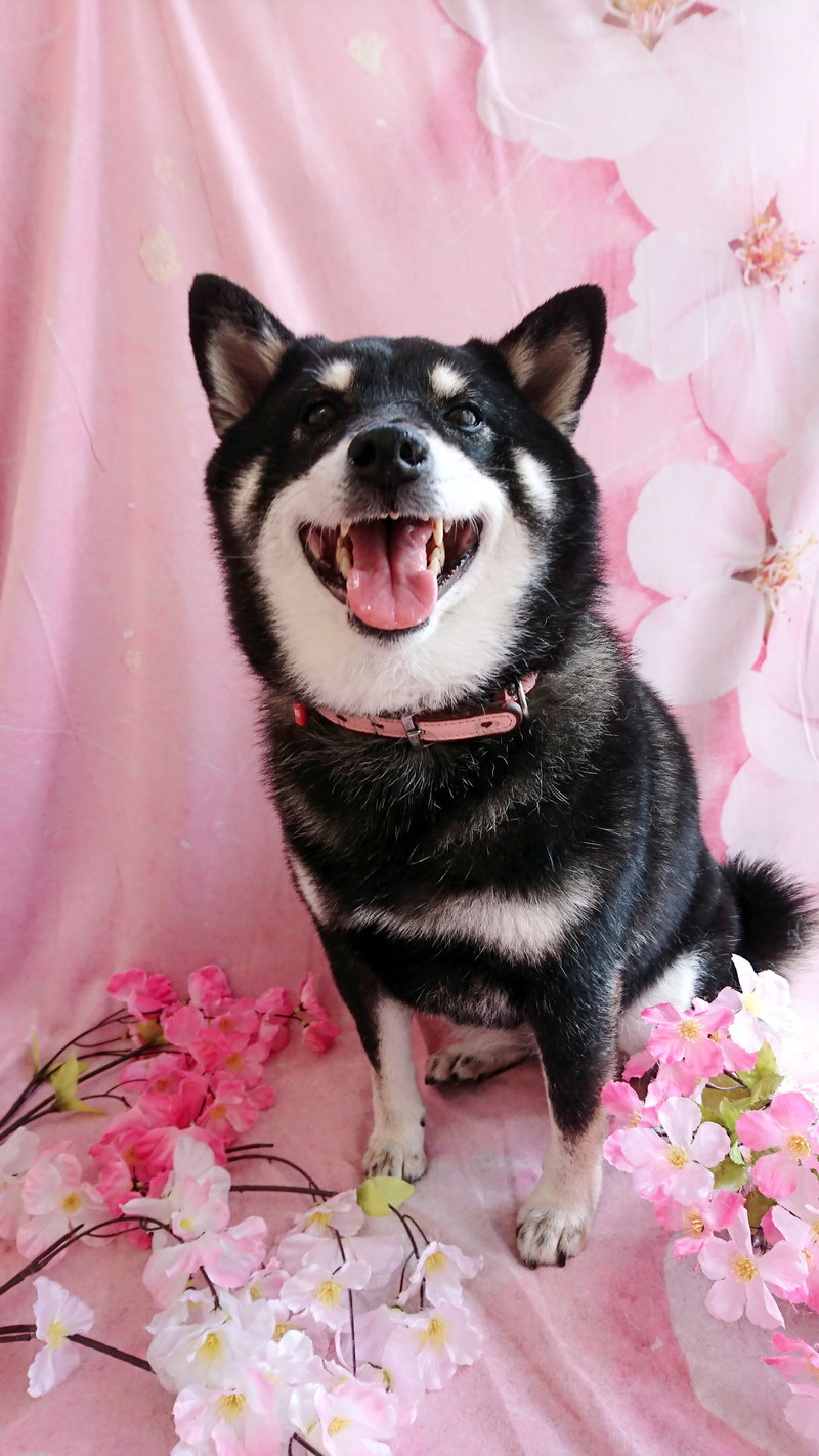 柴のりんちゃん グルーミングコース