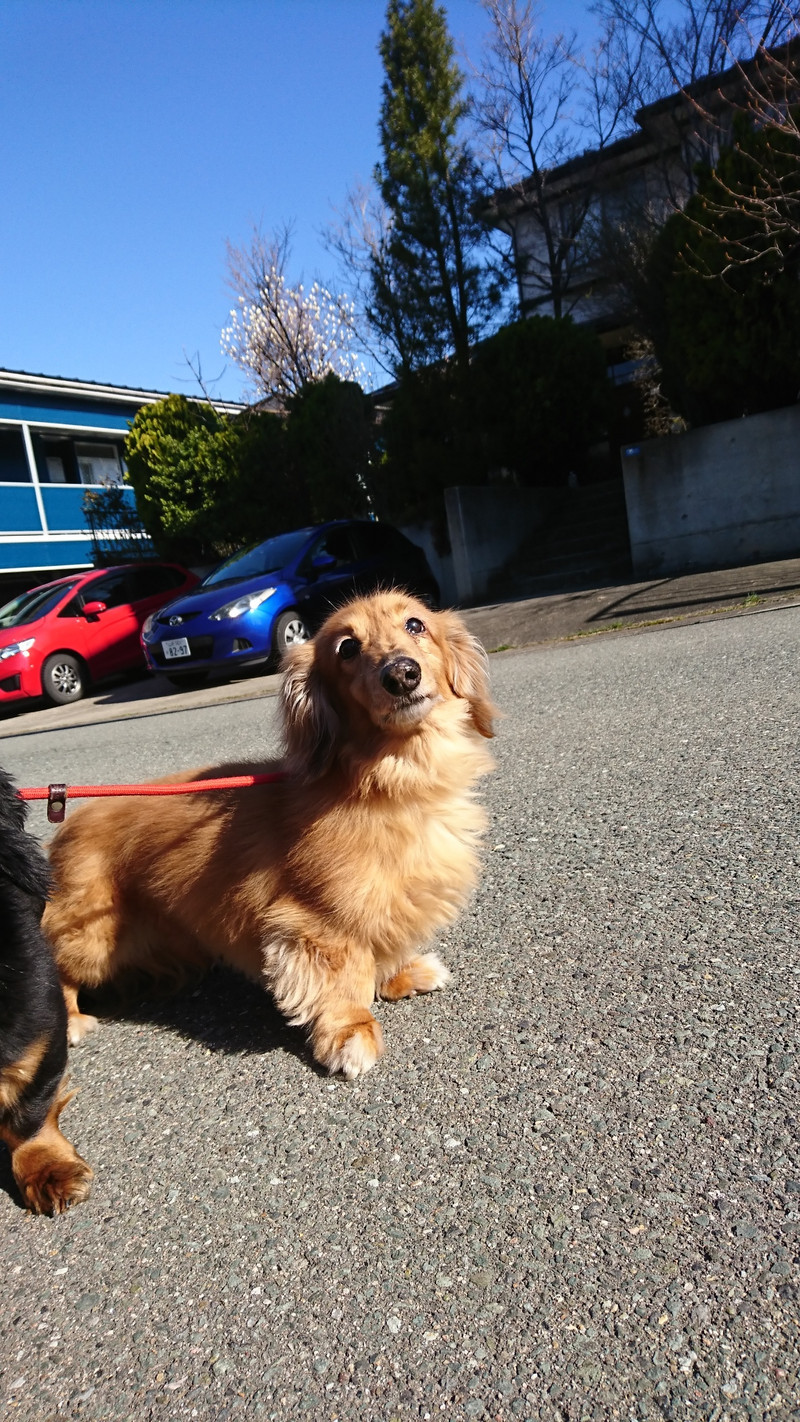ダックスのレオちゃん&ラクちゃん お泊まりのご案内