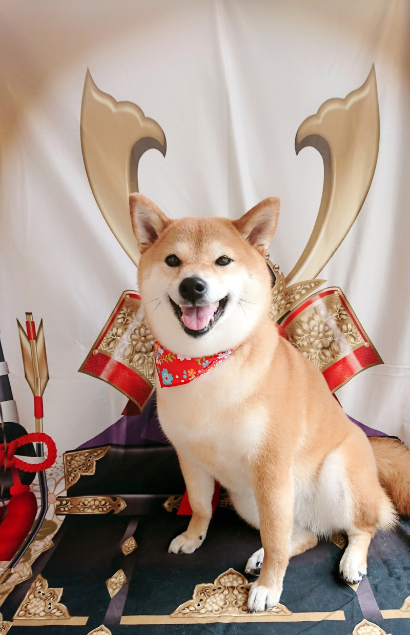 柴の葵ちゃん グルーミングコース