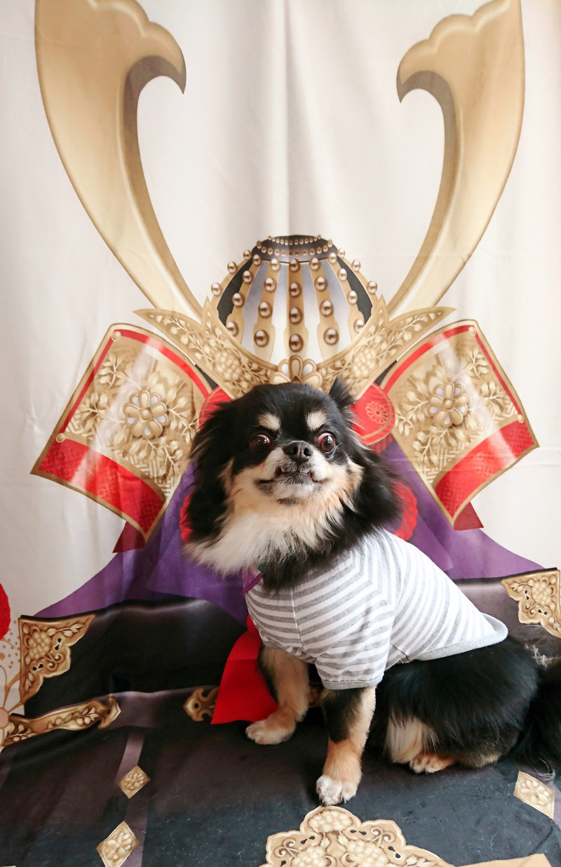 チワワのまろちゃん グルーミングコース 部分カット