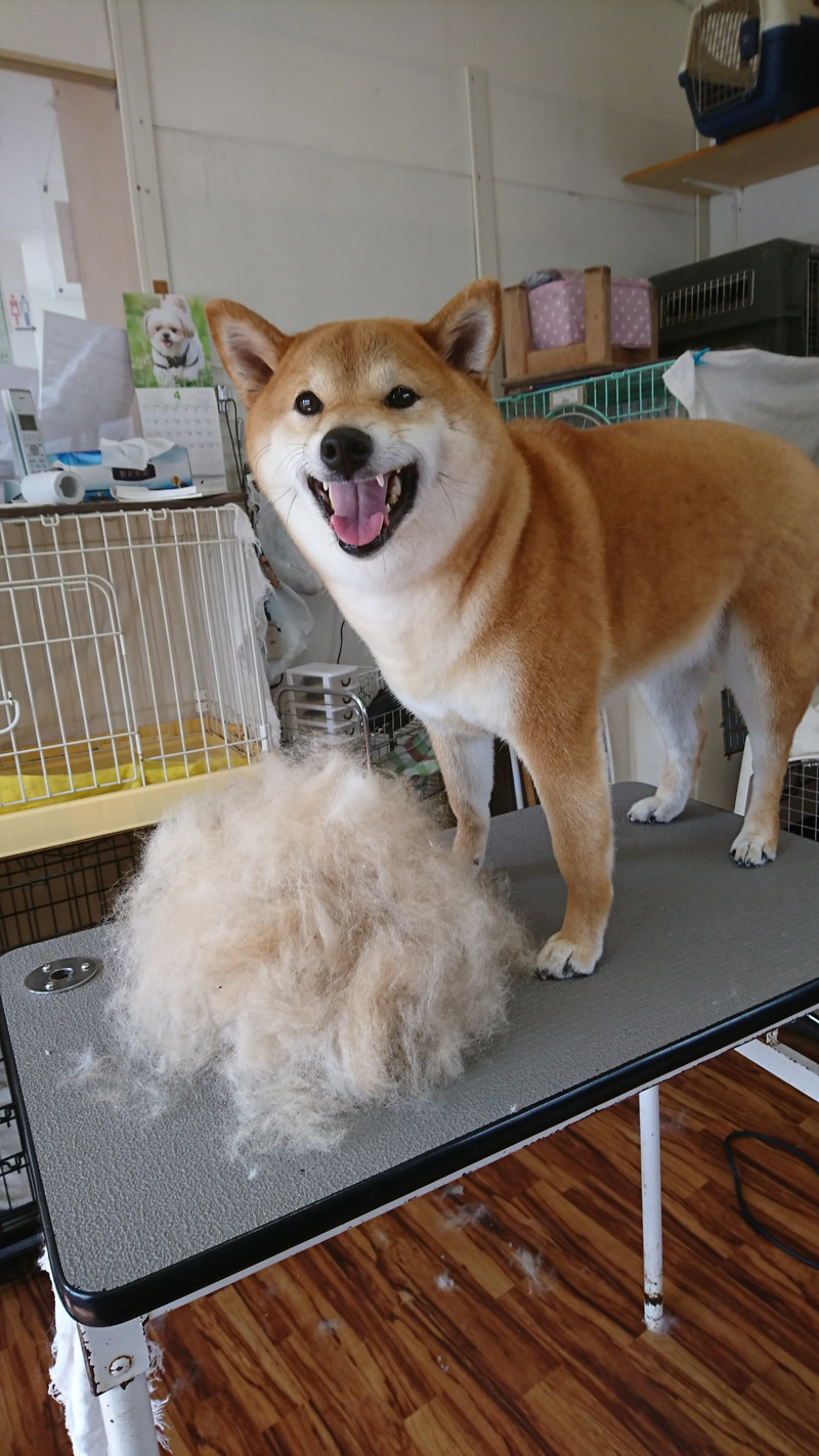 柴の葵ちゃん グルーミングコース