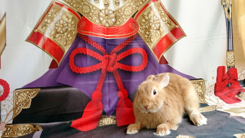 うさぎのチャイちゃん お爪切り