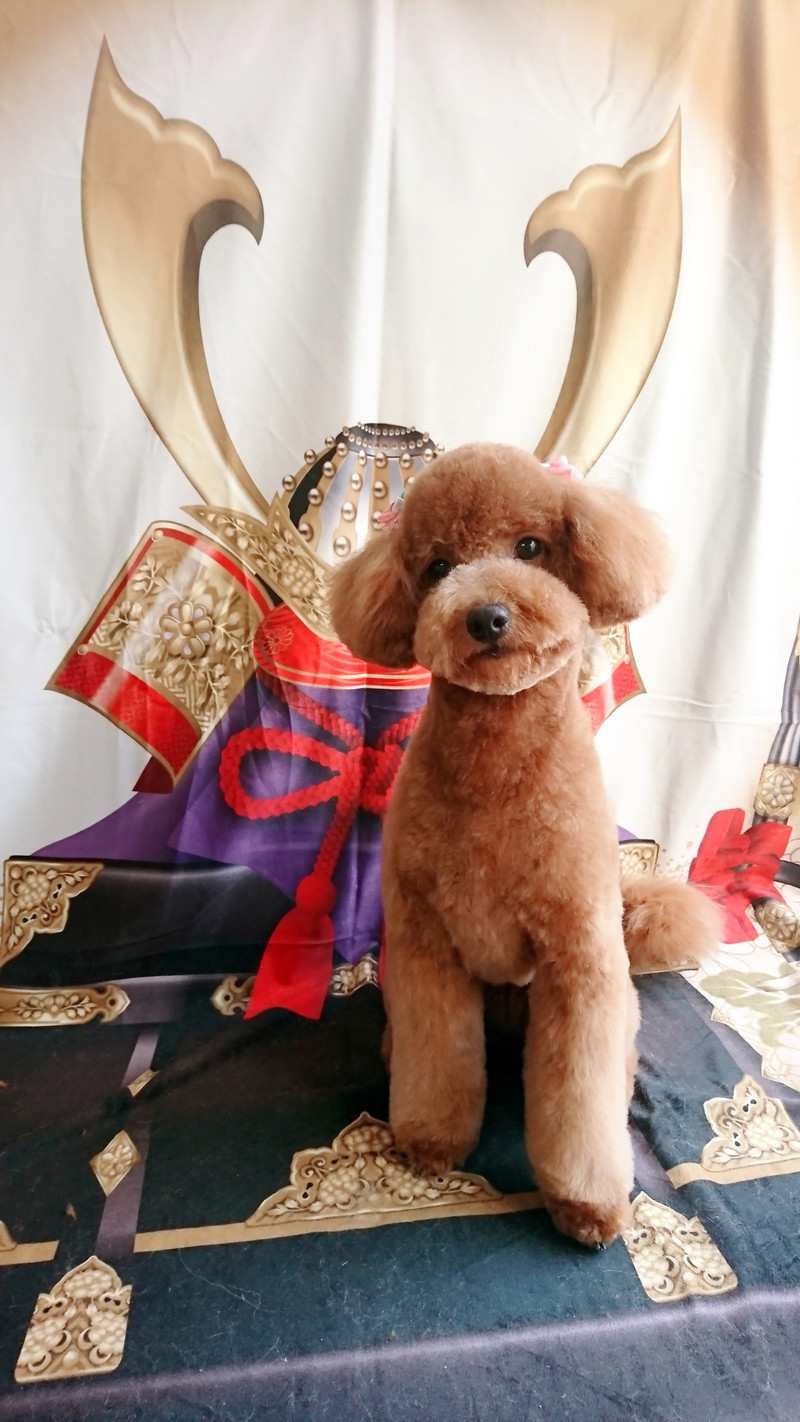 プードル×マルチーズのキャンディーちゃん トリミングコース