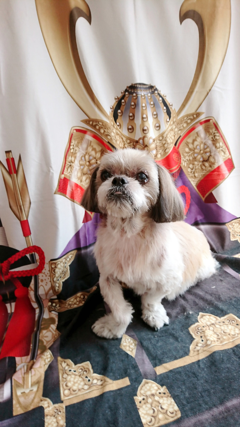 シーズーのクーちゃん シャンプーコース