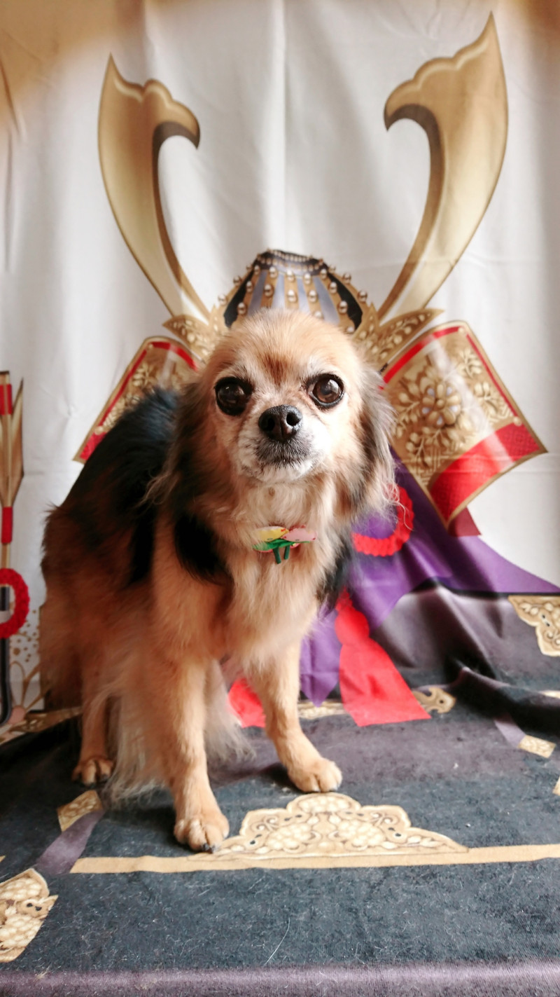 チワワのチョコちゃん グルーミングコース デンタル