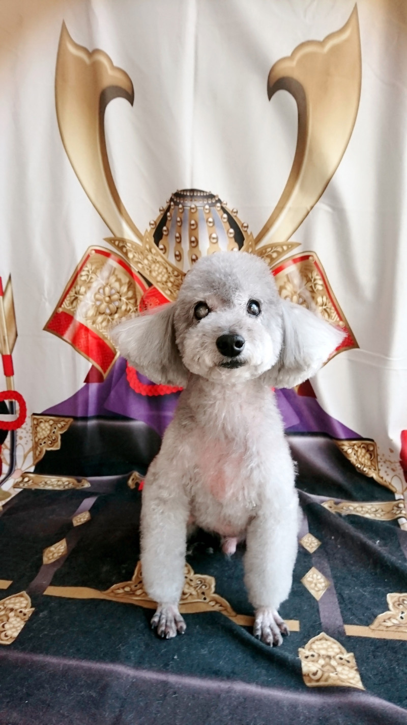 プードルのピッコロちゃん&ポロリちゃん トリミングコース