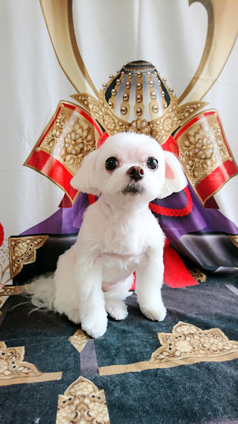 プードルのピッコロちゃん&ポロリちゃん トリミングコース