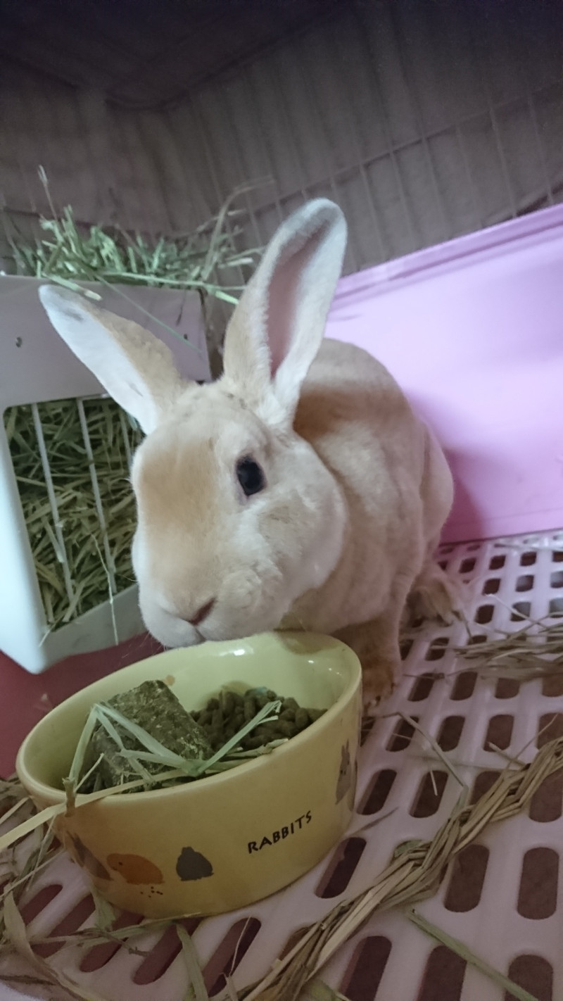 うさぎのフランちゃん お泊まりの様子