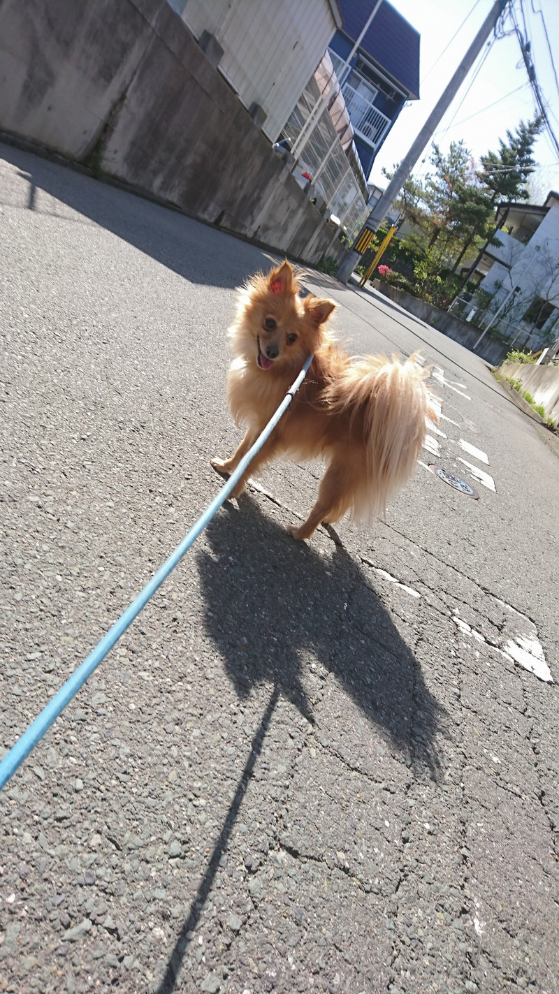 MIXのハッピーちゃん お泊まりの様子