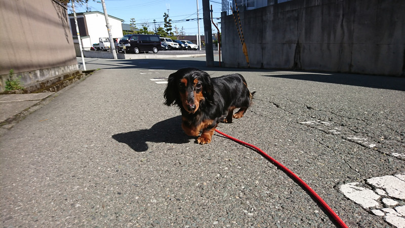 ダックスのルルちゃん お泊まりの様子