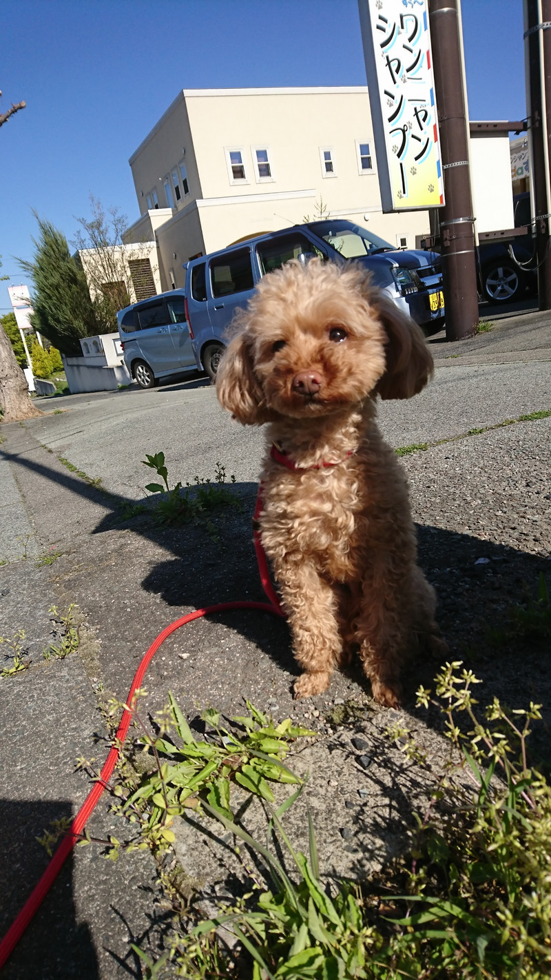 プードルのジョンちゃん お泊まりの様子