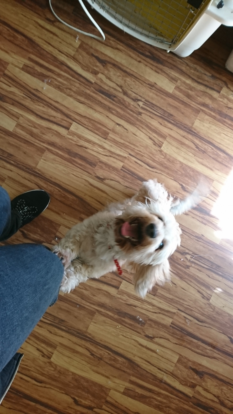 ダックスのビターちゃん お泊まりの様子