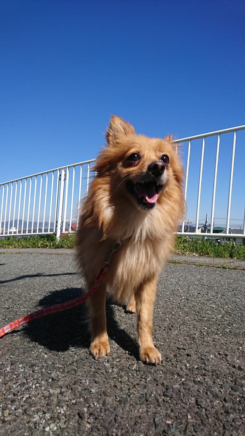 MIXのハッピーちゃん お泊まりの様子